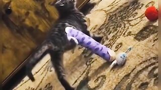 Laugh Out Loud with These Adorable Cats