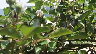 White Rose tree