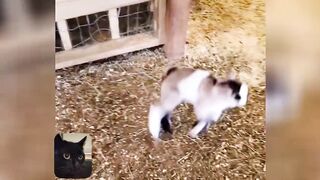 cats dogs funny