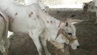 cow video beautiful | cow in Pakistan | qurbani ke janwar 2023| 3