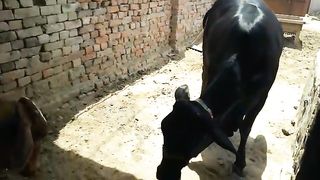 beautiful | cow in Pakistan | qurbani ke janwar 2023| qurbani janwar