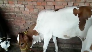 beautiful | cow in Pakistan | qurbani ke janwar 2023| qurbani janwar 2