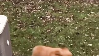 Chat drôle / Chien -Animaux