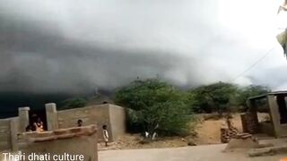 Thari animals goats