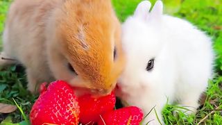 Rabbit in love