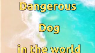 Top 10 most Dangerous Dog in the world 2
