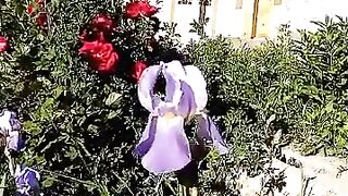 Mountain house