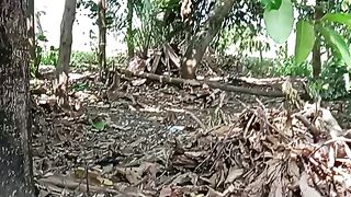 Bamboo trees