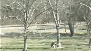 Guy tries to outrund a tree he cut down_.