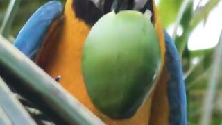 funny pets 5