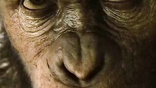 Rise of the planet of the apes