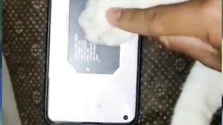 Kucing pembawa hoki