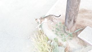 Cute funny tabby pet cat