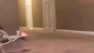 Funny videos 4