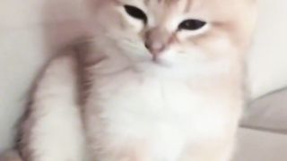 funny animals 19
