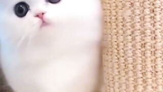 funny animals 20