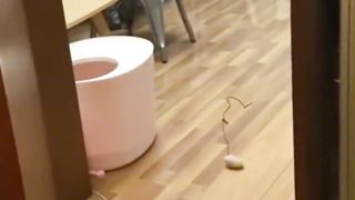 funny animals 21