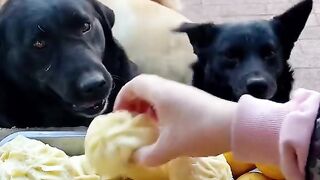 funny animals 22