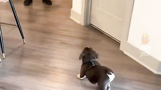 funny animals 23