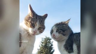 funny animals 24