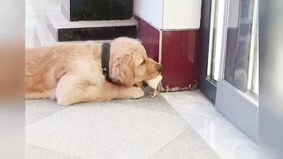funny animals 25