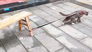 cat's tantrum