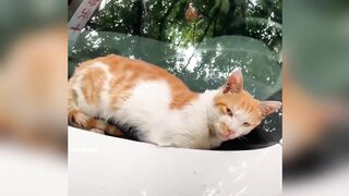 cat's tantrum 2