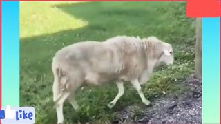 Funny Animal Videos ???? Funny Cats and dogs | Funny Animals Videos | Funniest animal try not to laugh Akash moose wala 8,83 K de abonați