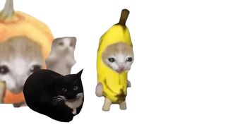 Happy Cat Tiktok Compilation #1
