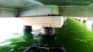 Panen ikan kerapu