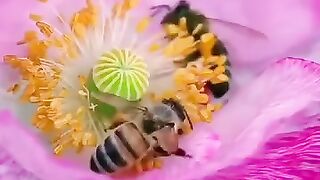 صبح بخیر  صبح بخیر