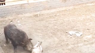 Dog fighting animal fighting
