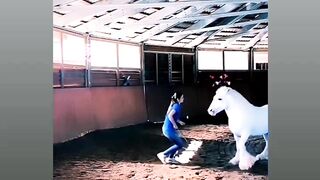 horse dans loking nice