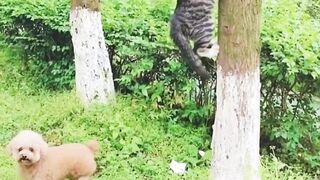 CAT DODGEING PUPPY.