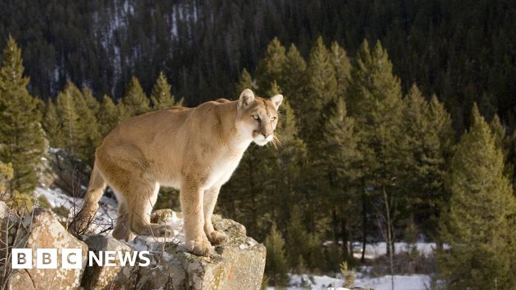 Hiker believed killed by mountain lion in Colorado; two cougars euthanised — Ichef.bbci.co.uk
