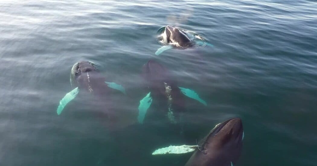 Drones detect cetacean morbillivirus in Arctic whales for first time — Static01.nyt.com