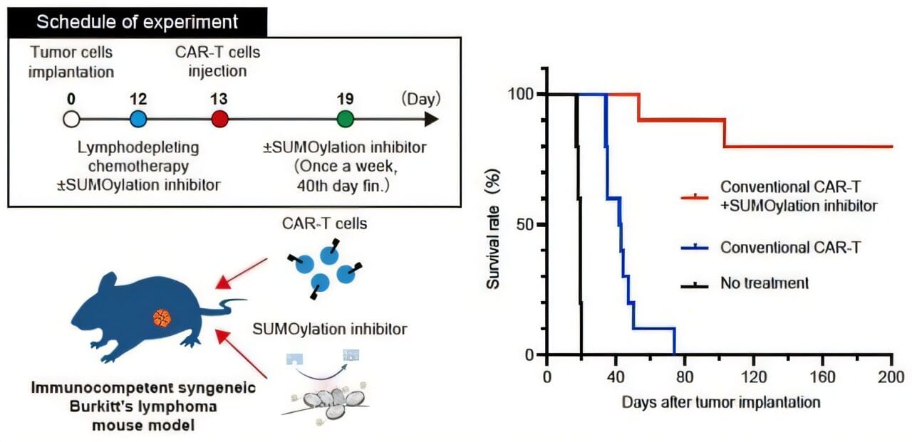 Short course of SUMOylation inhibitor plus CAR-T cures most mice with Burkitt's lymphoma — Scx2.b-cdn.net