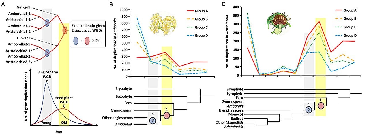 Dosage-sensitive genes indicate no separate whole-genome duplication at origin of flowering plants — Scx2.b-cdn.net