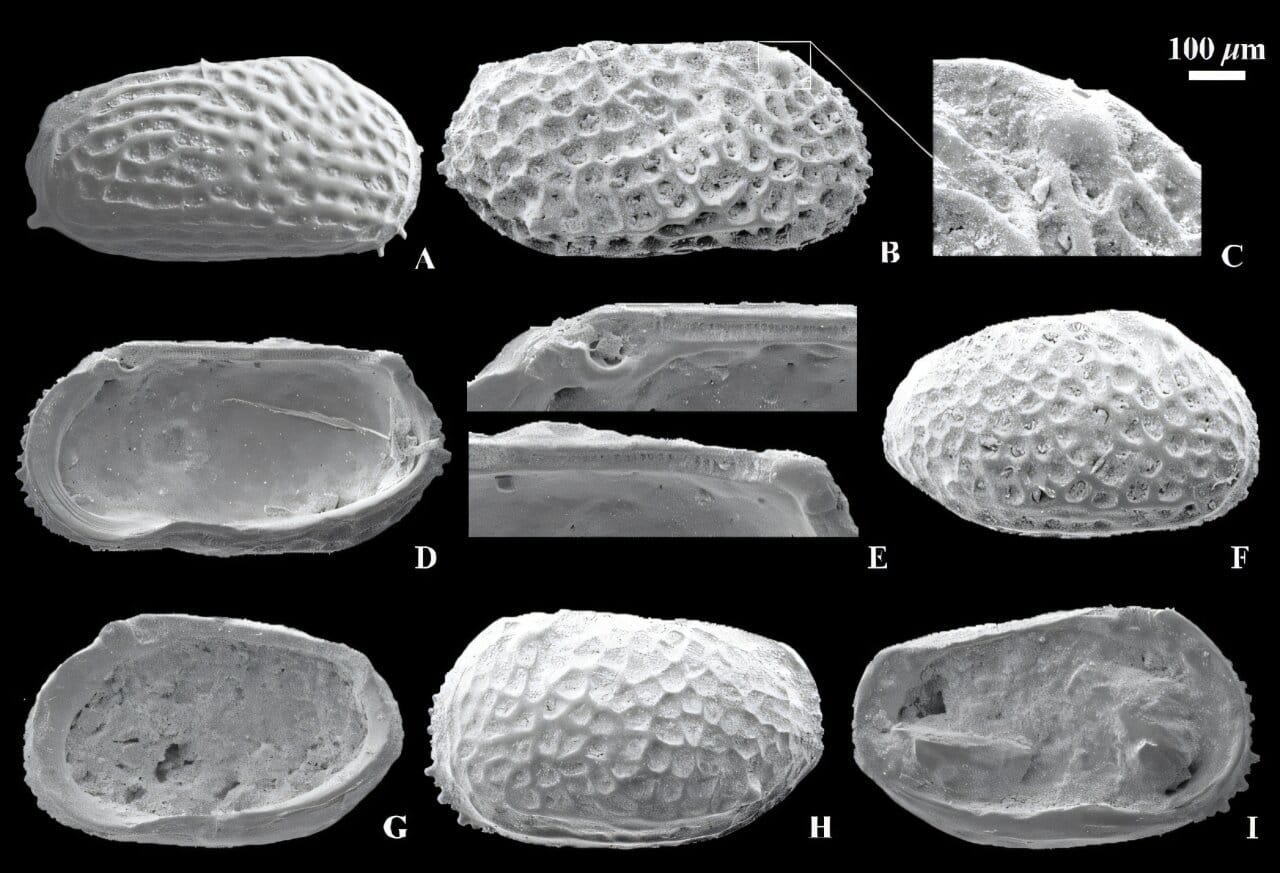 Pleistocene ostracod fossils in Qaidam Basin point to ancient East Asian bird flyway — Scx2.b-cdn.net