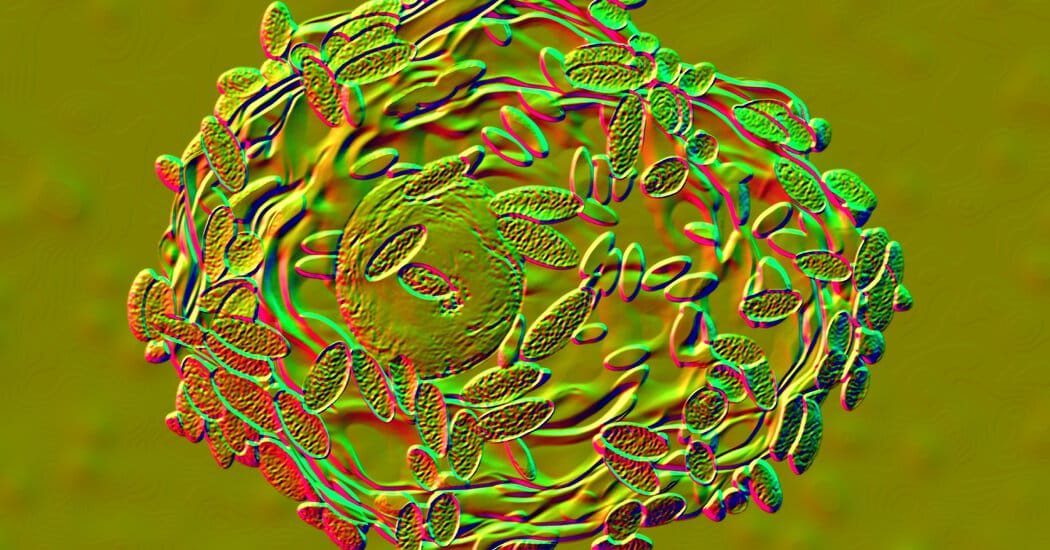 Partner treatment option emerges as bacterial vaginosis is seen as sexually transmissible — Static01.nyt.com