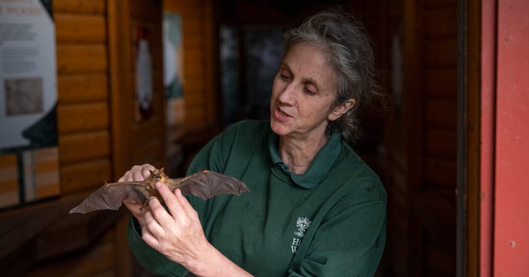 Highgate ranger runs bat surveys and popular night walks in North London — Static01.nyt.com