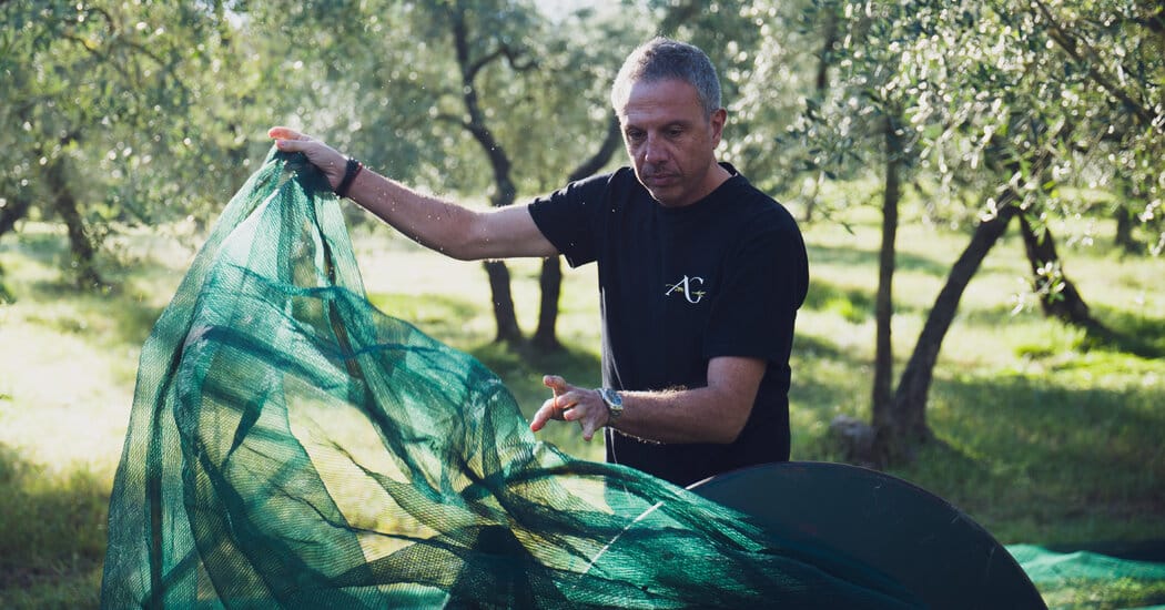 Rescuers Restore Abandoned Olive Groves in California and the Mediterranean — Static01.nyt.com