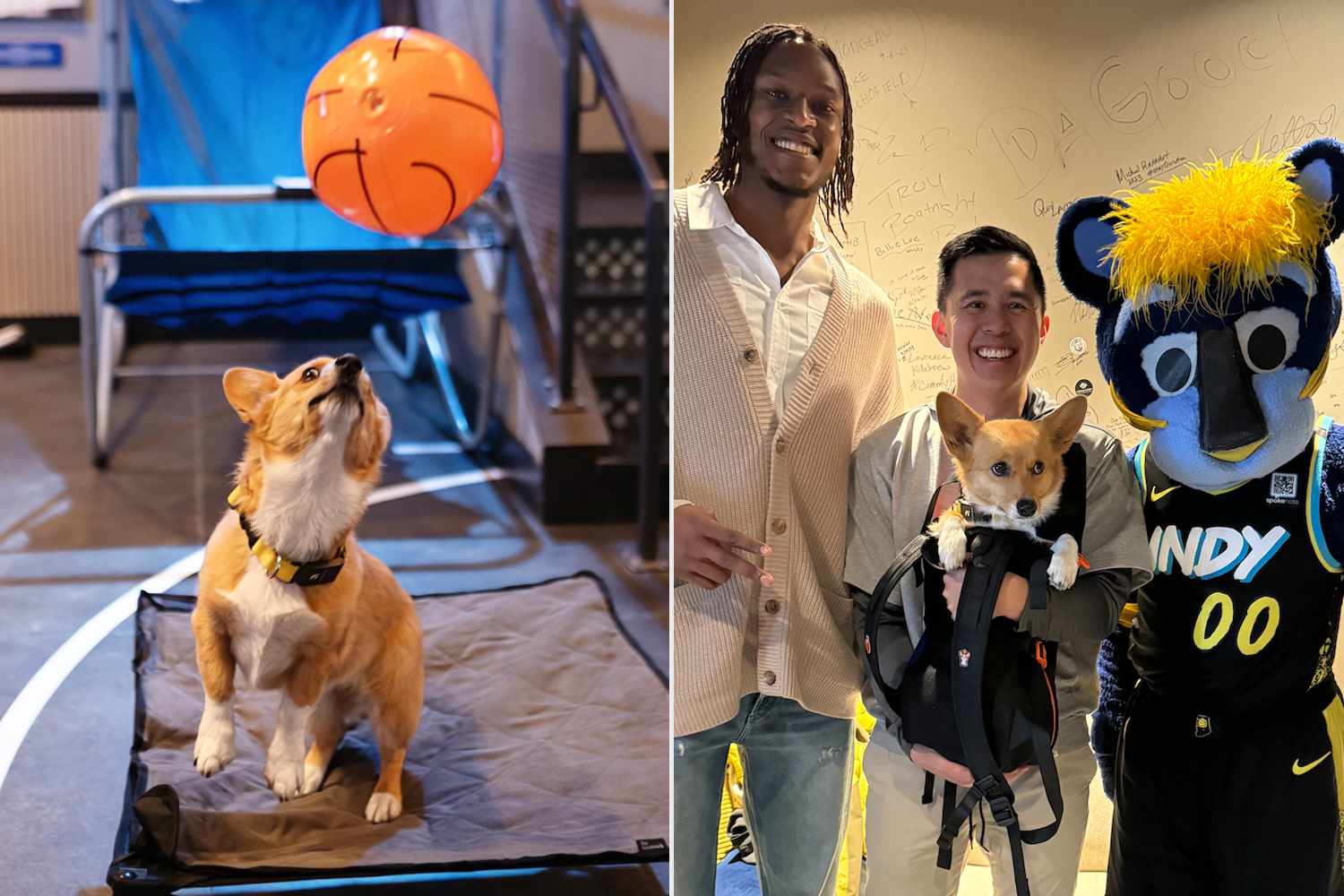 Corgi Steph Furry predicts sports outcomes and has grown a large social following — People.com