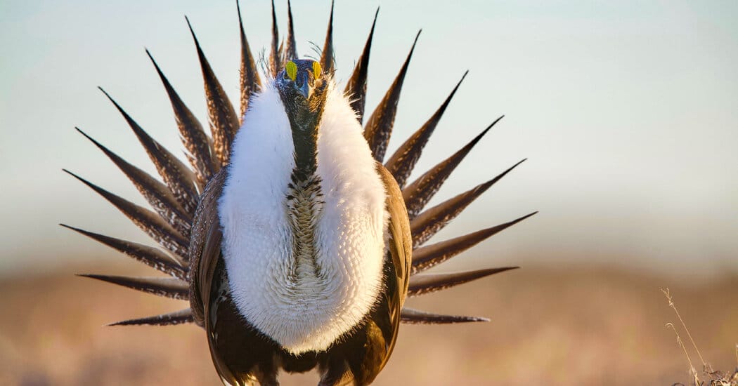 Trump administration eases protections for greater sage grouse on 50 million acres — Static01.nyt.com