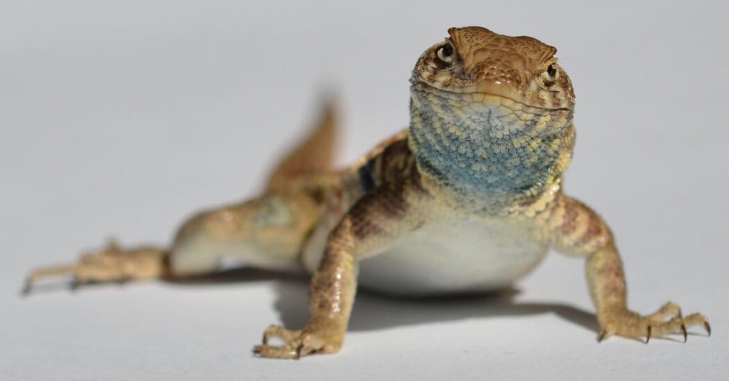 Study links genes and environment in side‑blotched lizards' mating cycle — Static01.nyt.com