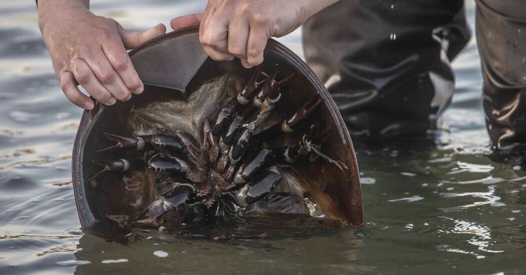 New York will phase out horseshoe crab harvest, full ban by 2029 — Static01.nyt.com