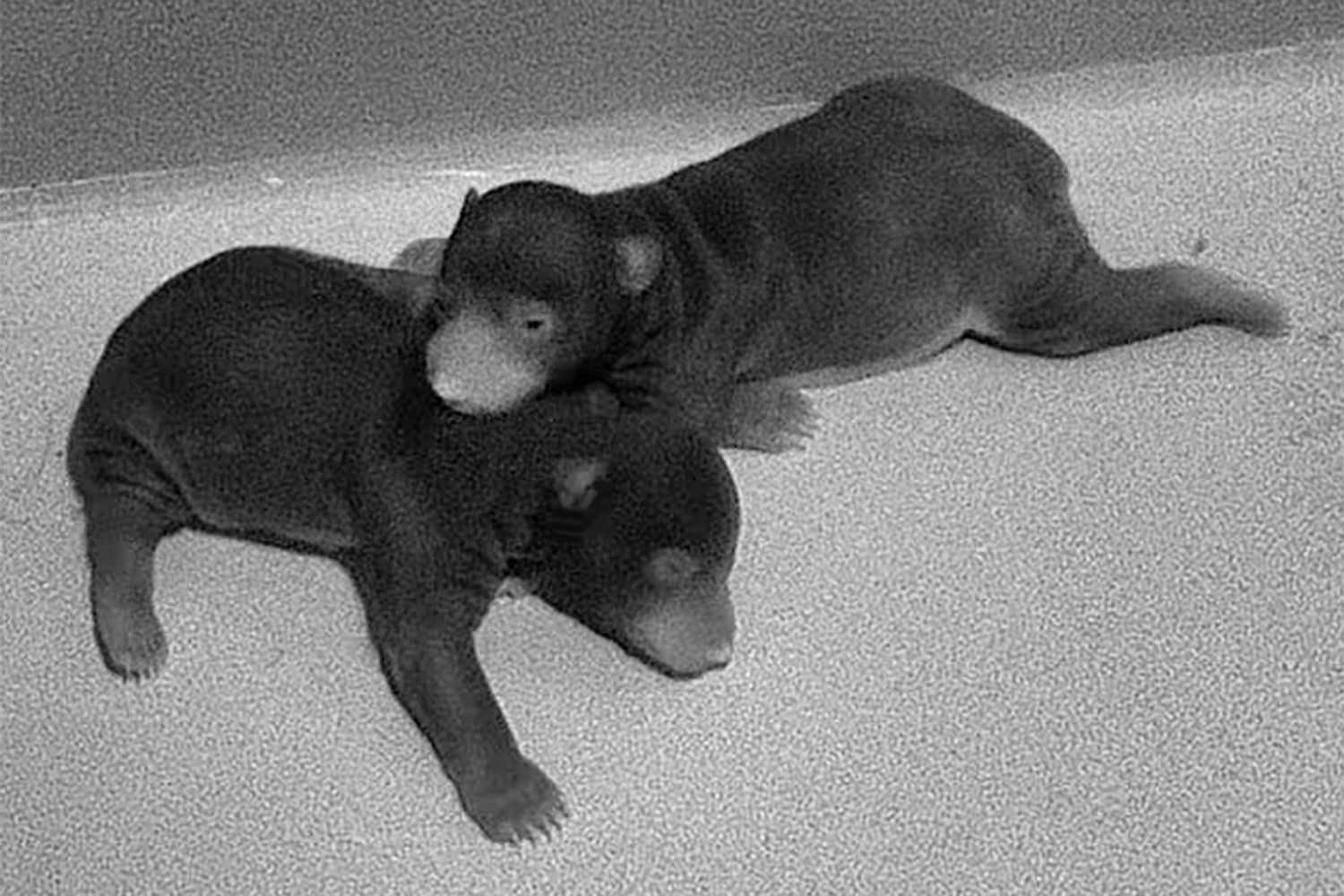 Two sloth bear cubs born at Smithsonian's National Zoo, first births since 2013 — People.com