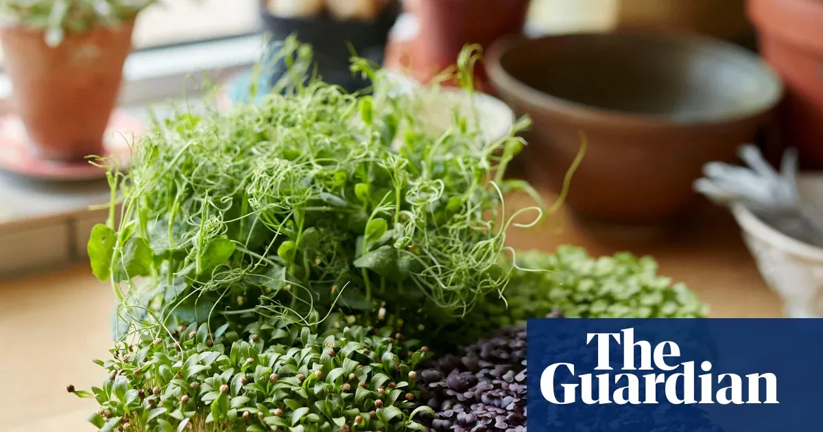 Microgreens let you grow fresh, flavourful greens indoors in winter — I.guim.co.uk