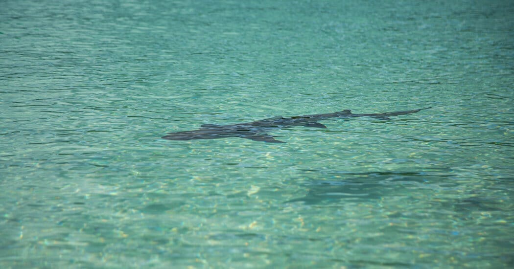 Minnesota woman dies following shark bite on St. Croix, authorities say — Static01.nyt.com