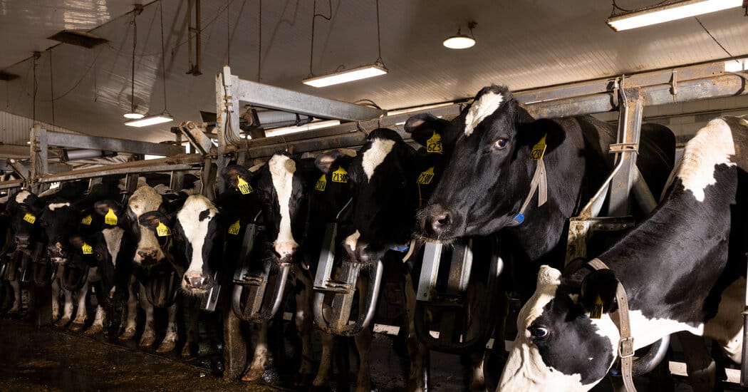 Scientists raise concerns about H9N2 and other bird flu strains as H5N1 spreads — Static01.nyt.com